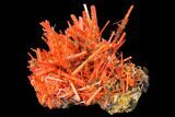 Bright Orange Crocoite Crystal Cluster - Tasmania #129098-2